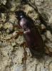 Harpalus affinis